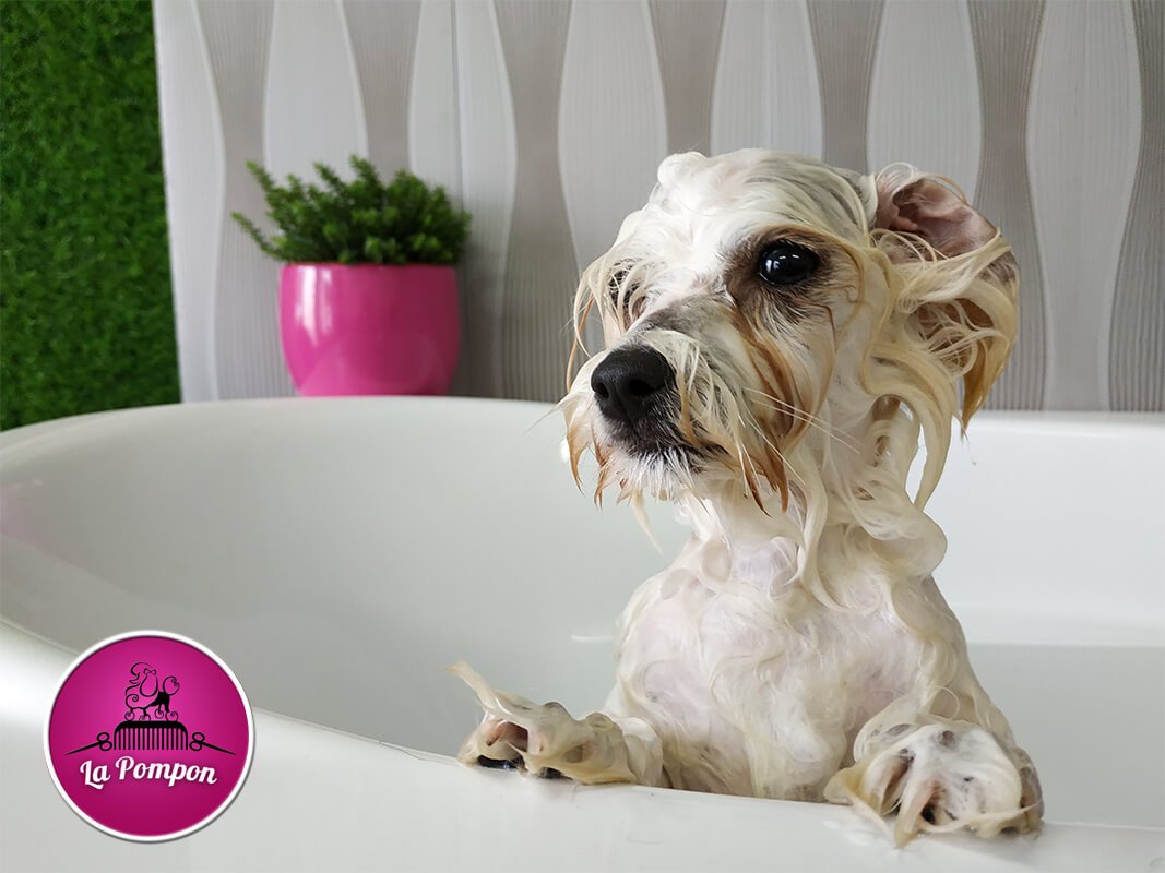 pies w kąpieli u psiego fryzjera