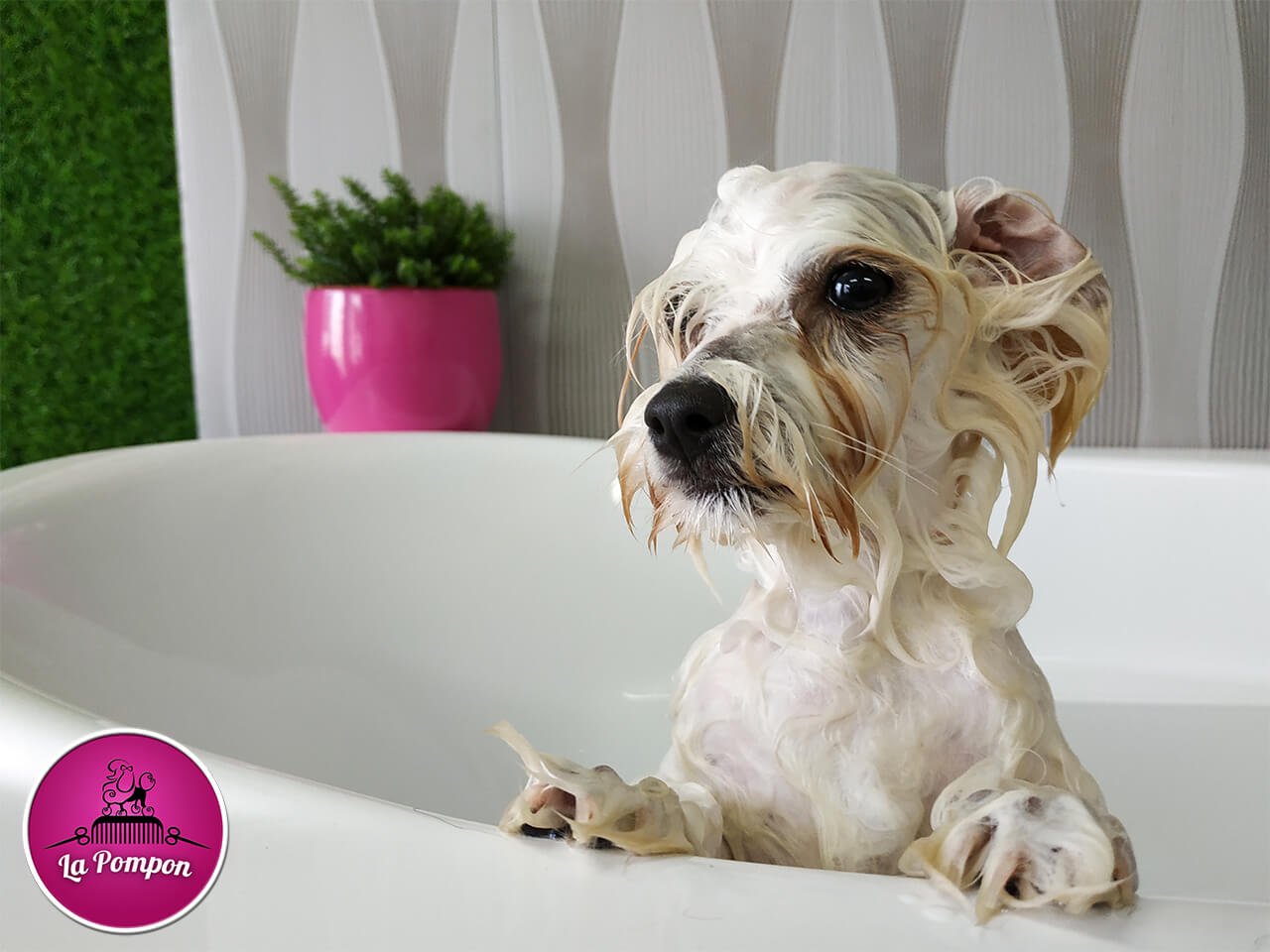 kąpiel i pielęgnacja