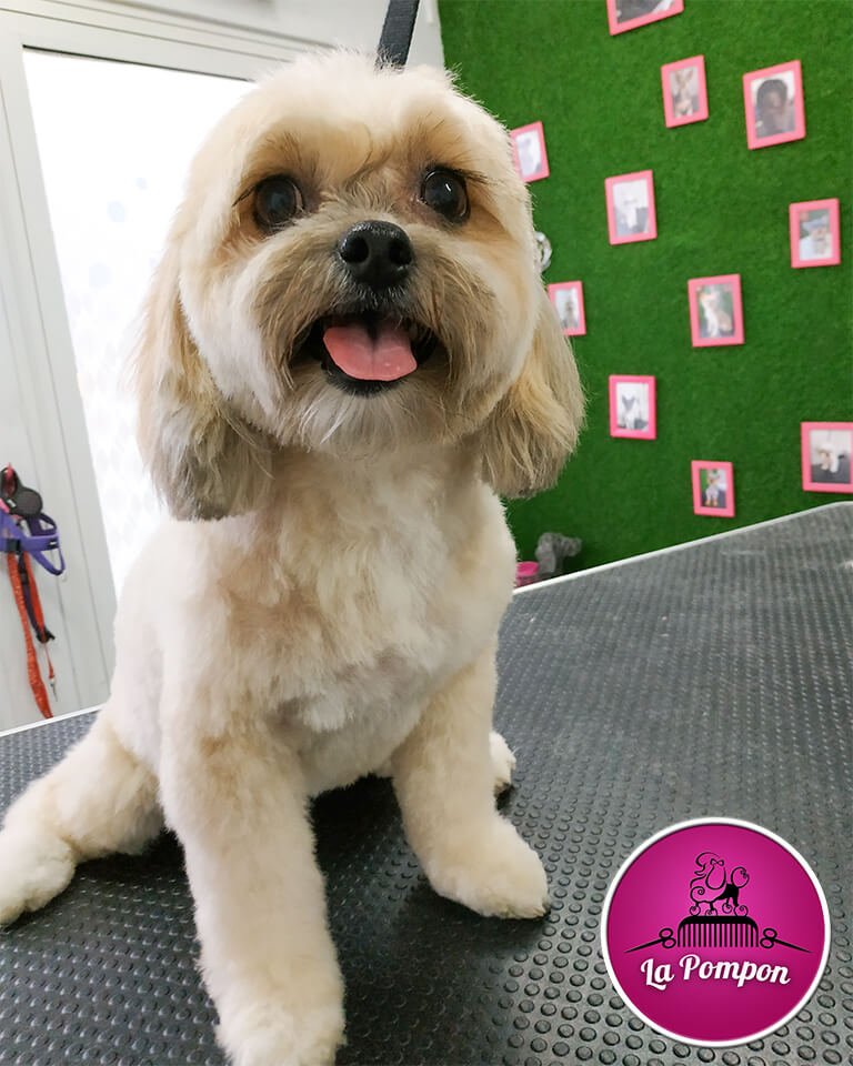 shih tzu na strzyżeniu