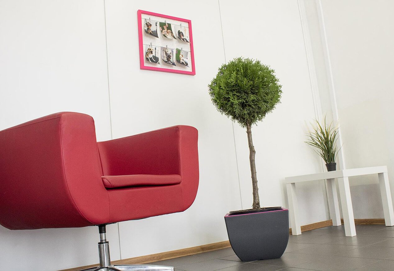 porozmawiaj z psim fryzjerem